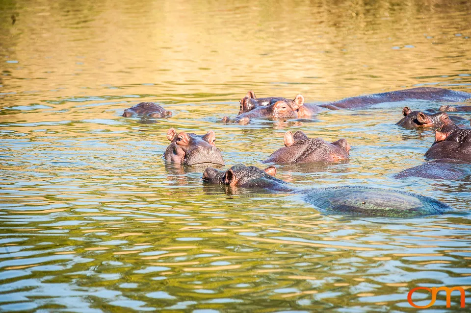 Sabi Sand Game Reserve