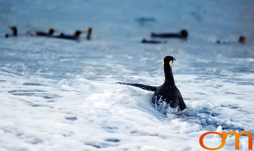 King Penguins