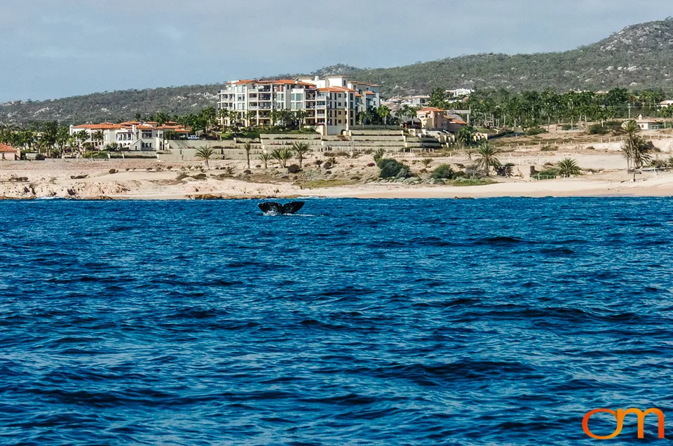 Cabo San Lucas: Marine Wildlife at Land’s End