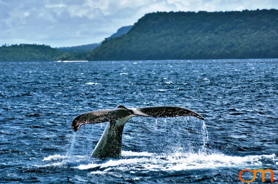 Humpback Whales of Tonga