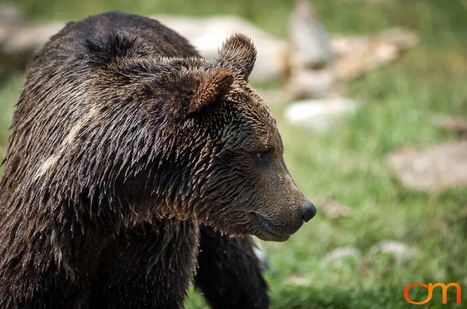 Brown Bears