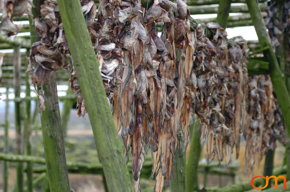 Outdoor Drying of Fish Heads in Iceland