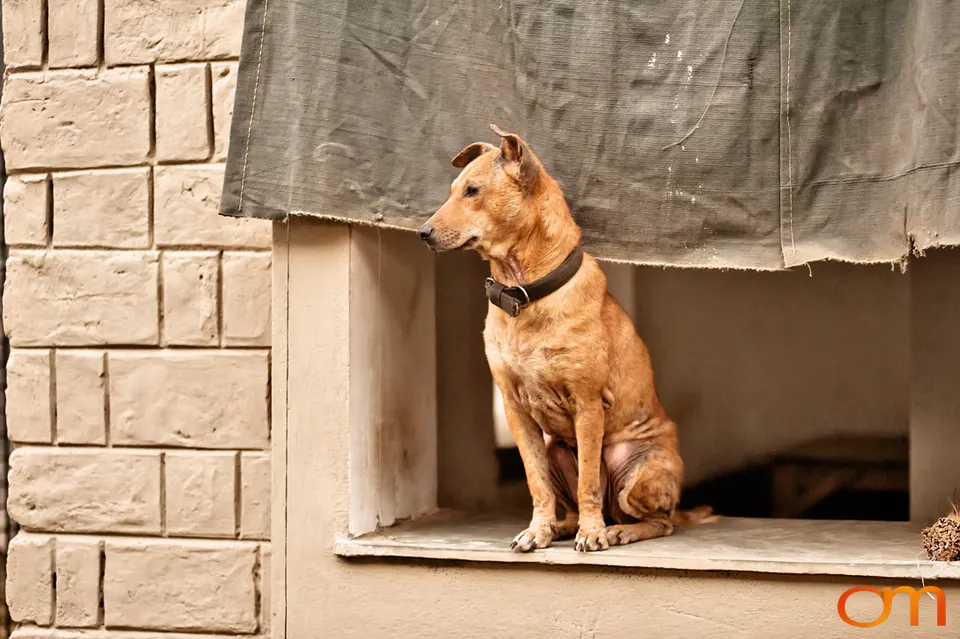 Kolkata Street Dogs: Community Care and the Indian Native Dog