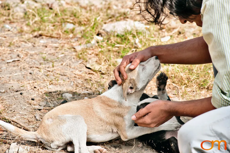 Kolkata Street Dogs: Community Care and the Indian Native Dog
