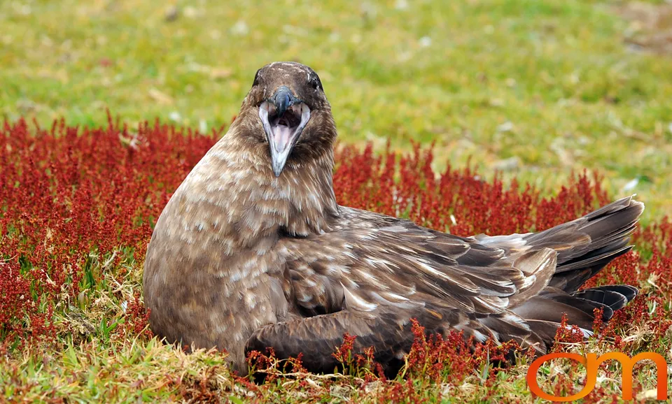 Falkland Skuas