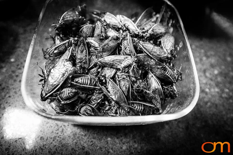 Bun Lai’s 2013 Periodical Cicada Dinner