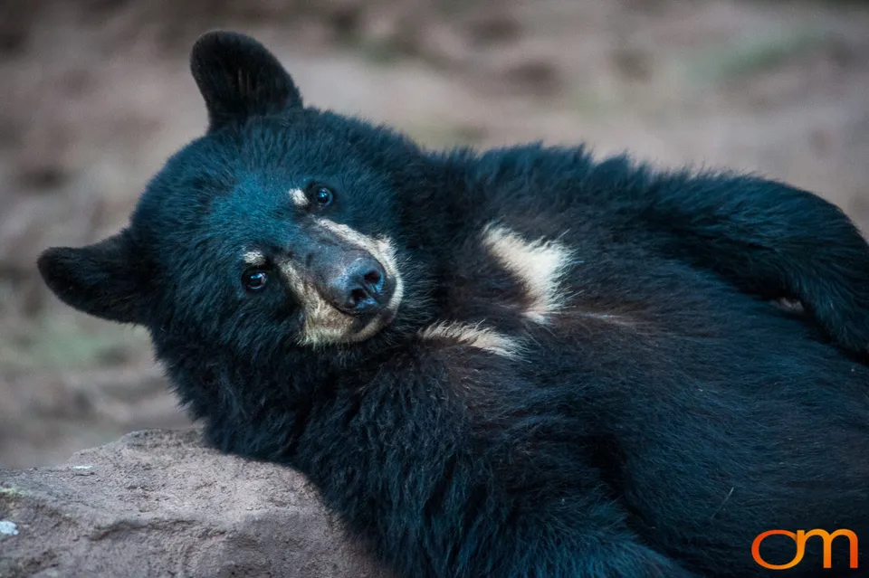 American Black Bears at Bearizona Wildlife Park