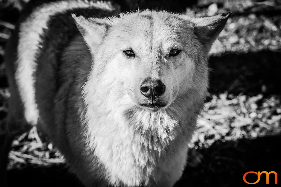 Gray Wolves