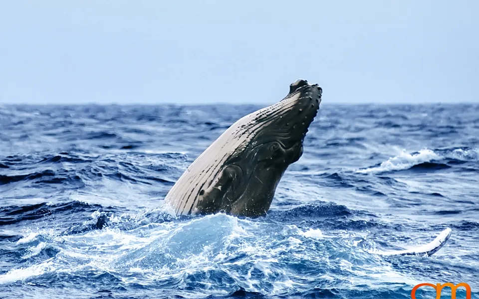Humpback Whales of Tonga