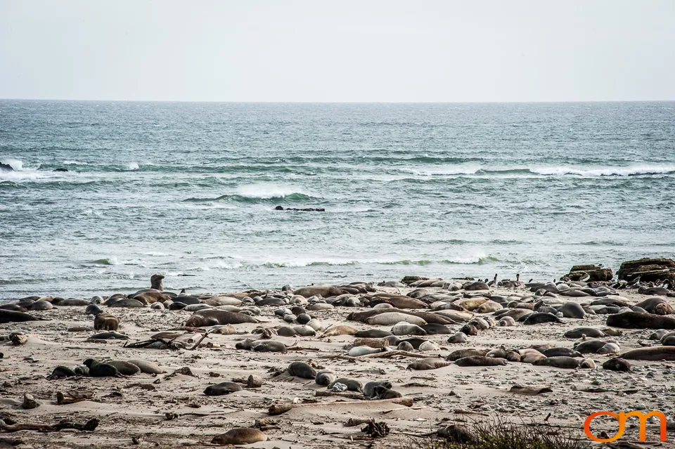 Northern Elephant Seals at Año Nuevo State Park