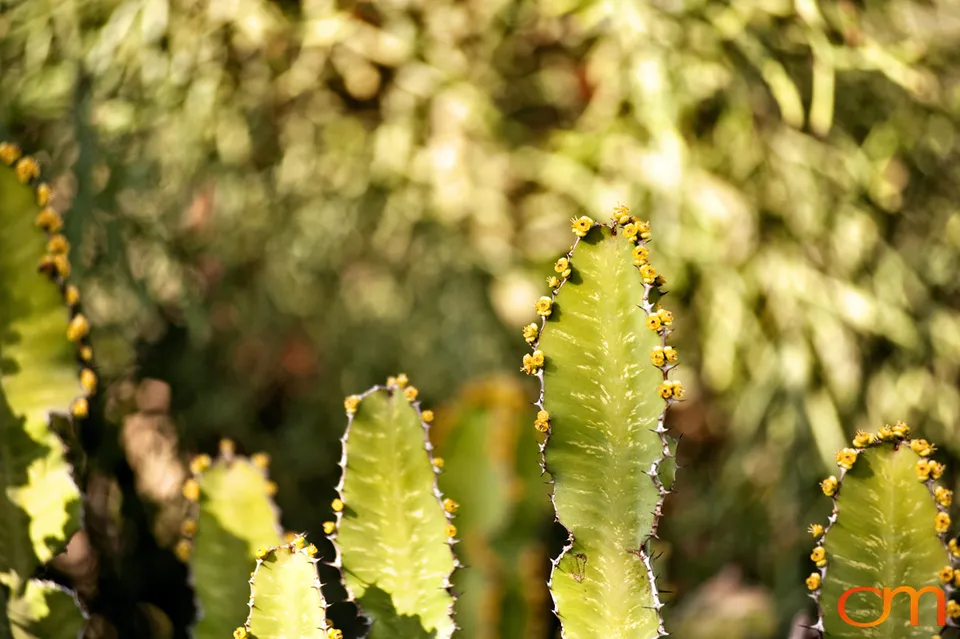 Desert Botanical Garden, Phoenix