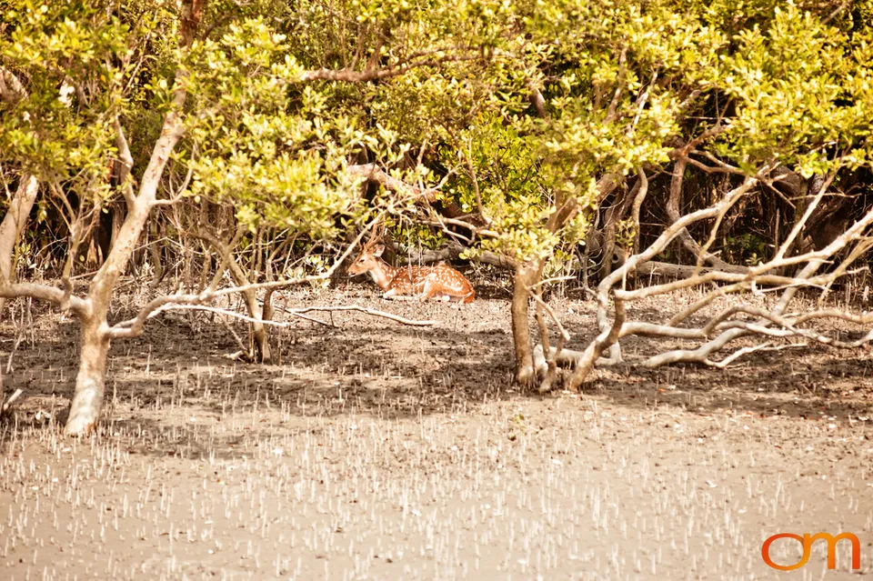 The Indian Sundarbans: Mangrove Forests and Tidal Islands