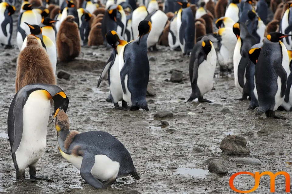 King Penguins