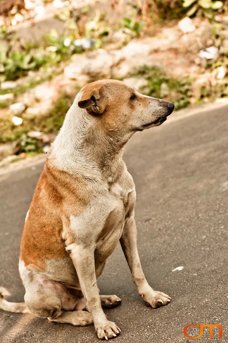 Kolkata Street Dogs: Community Care and the Indian Native Dog