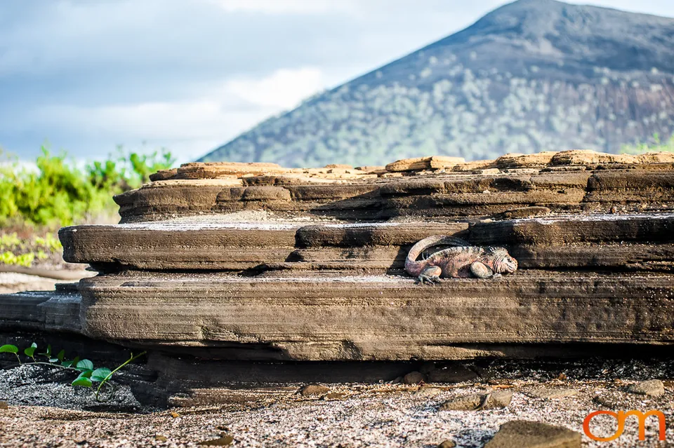 Galápagos Marine Iguana