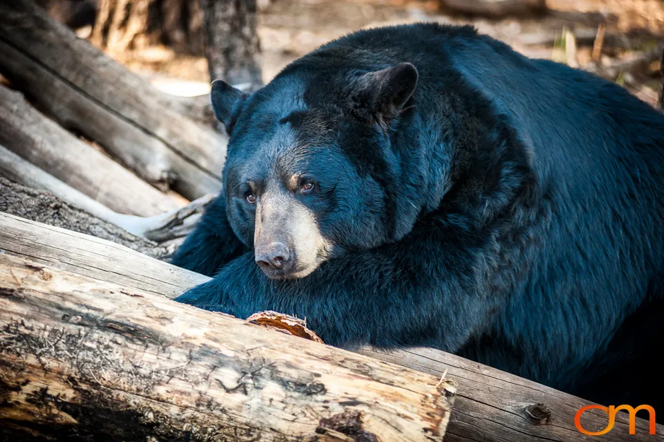 American Black Bears at Bearizona Wildlife Park