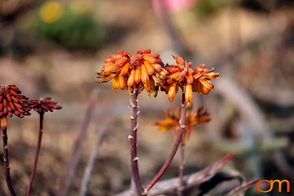 Desert Botanical Garden, Phoenix