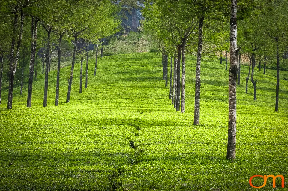 Tea Harvesting in Munnar