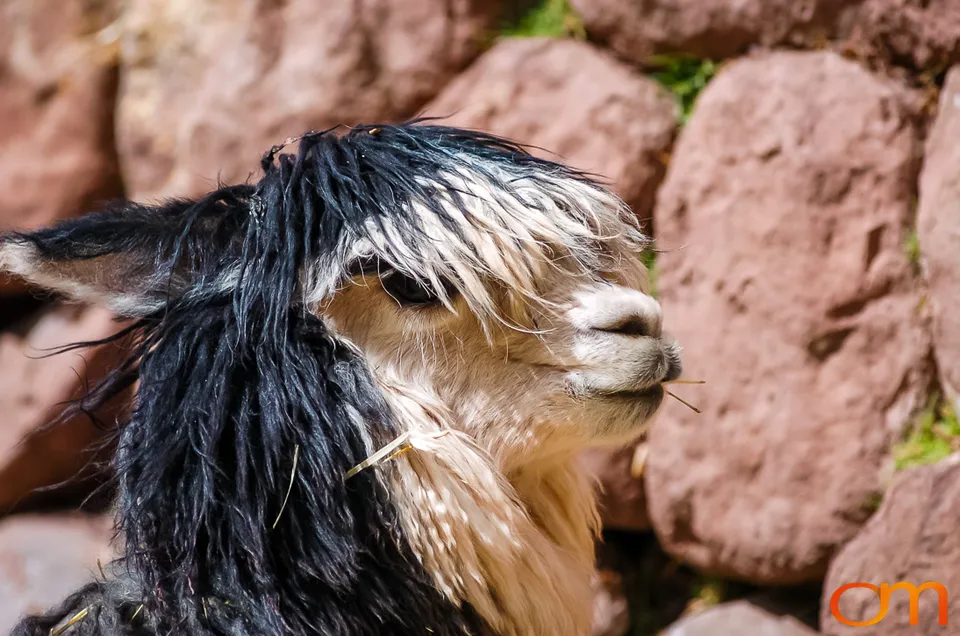 Peru’s Llamas, Alpacas, Guanacos and Vicuñas
