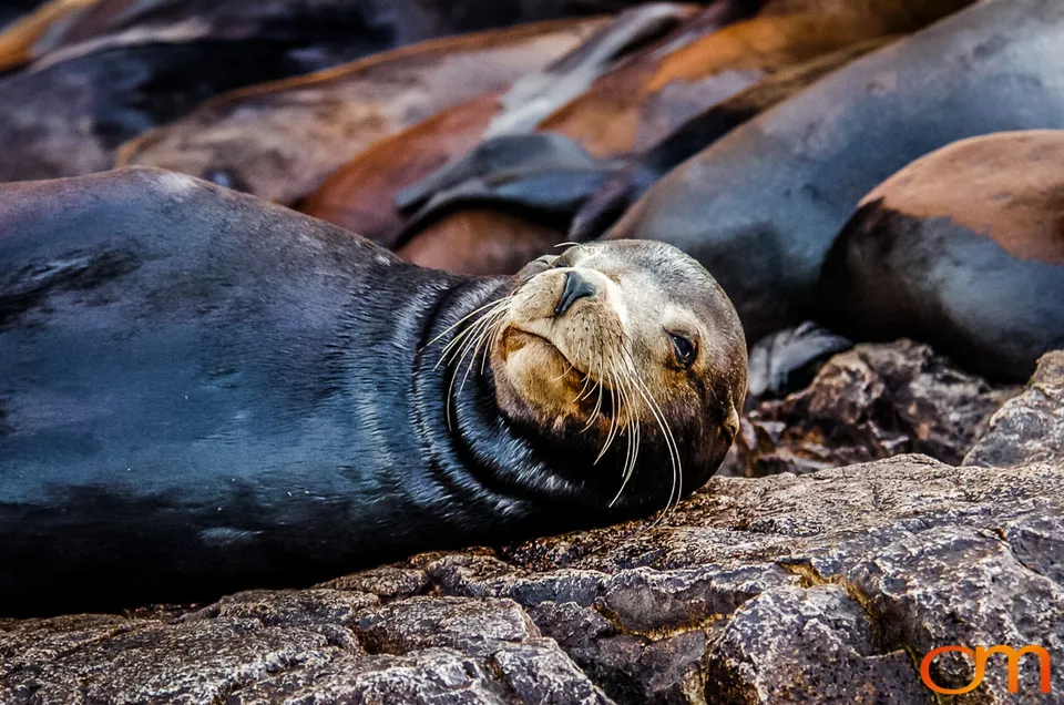 Cabo San Lucas: Marine Wildlife at Land’s End
