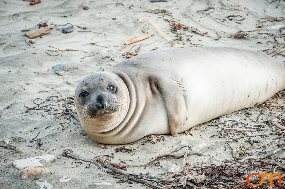 Northern Elephant Seals at Año Nuevo State Park
