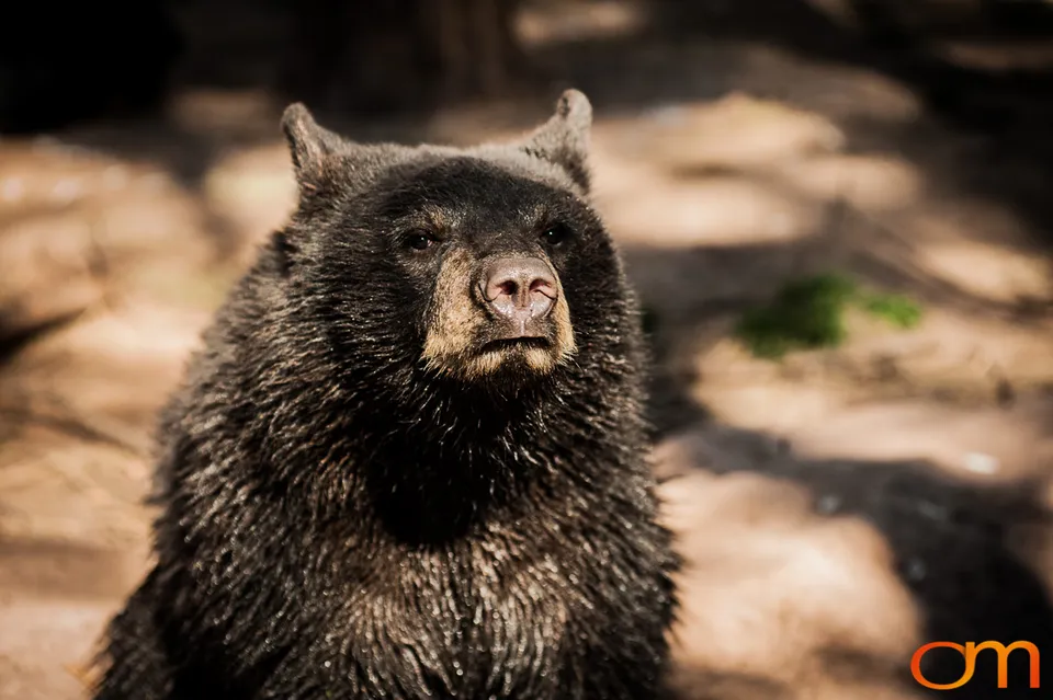 American Black Bears at Bearizona Wildlife Park