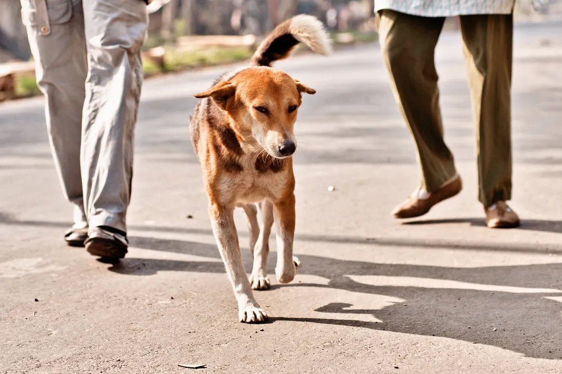 Kolkata Street Dogs: Community Care and the Indian Native Dog