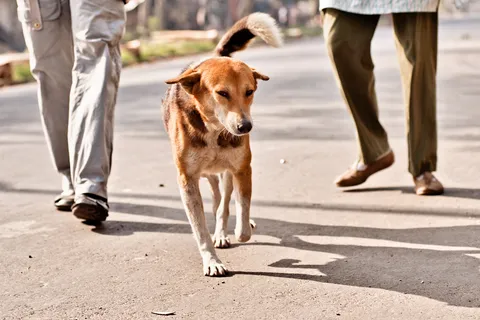 Kolkata Street Dogs: Community Care and the Indian Native Dog