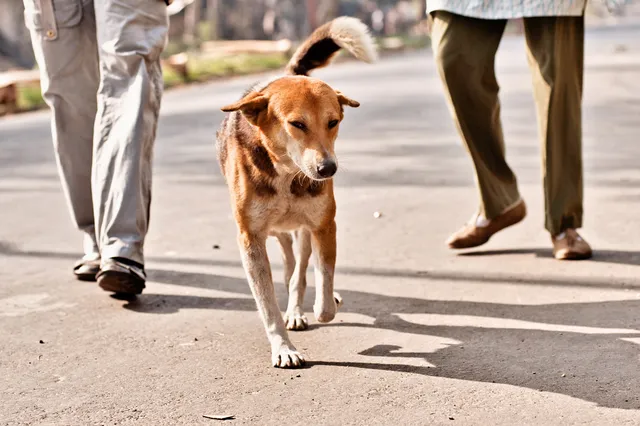 Kolkata Street Dogs: Community Care and the Indian Native Dog