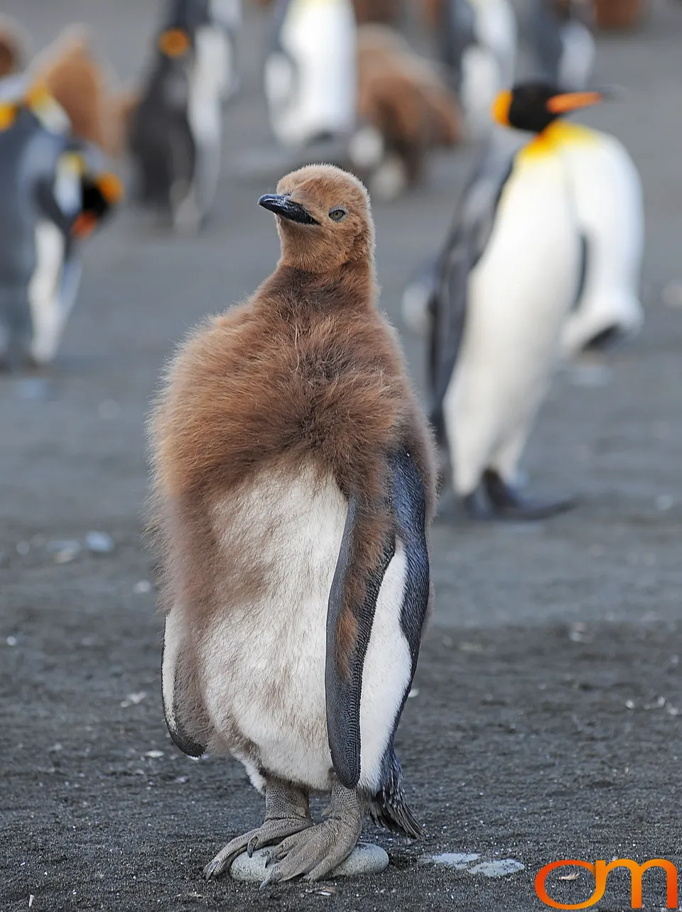King Penguins