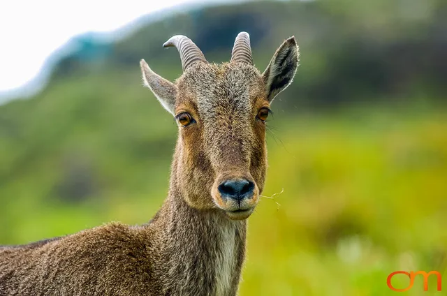 Munnar: Nilgiri Tahr