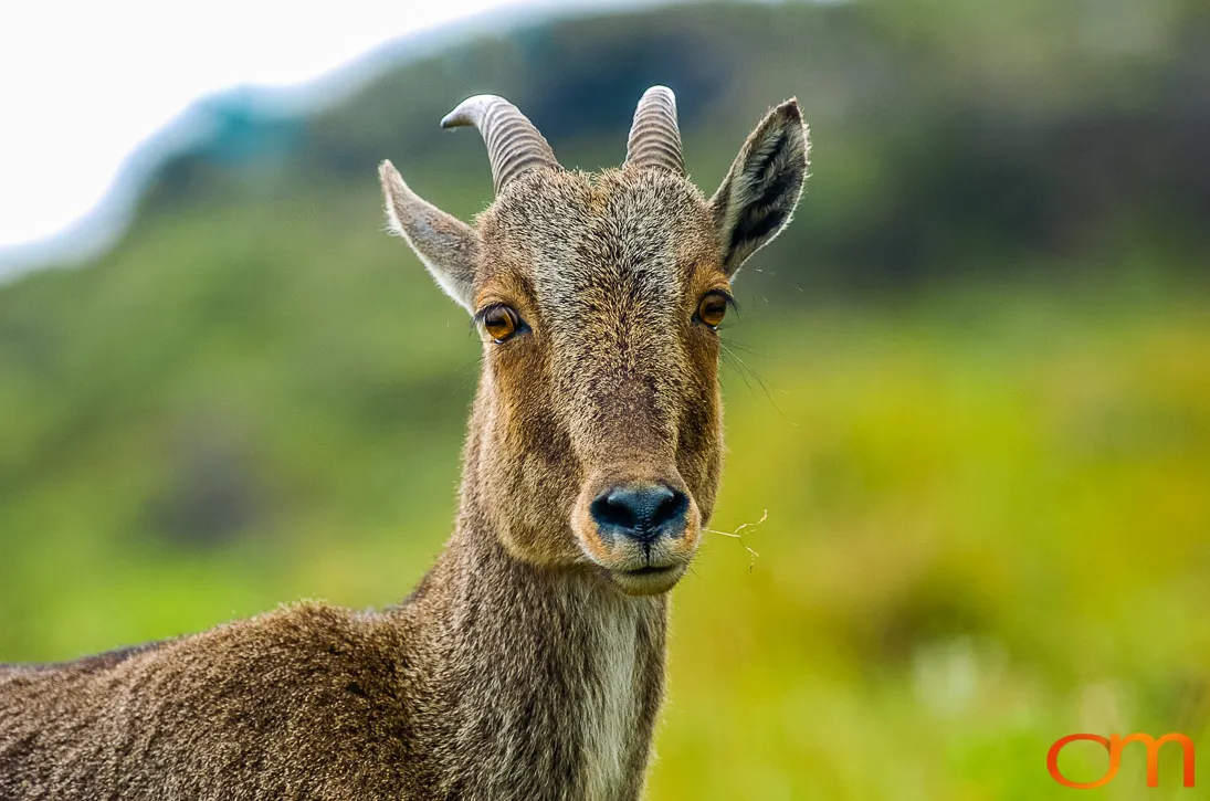 Munnar: Nilgiri Tahr