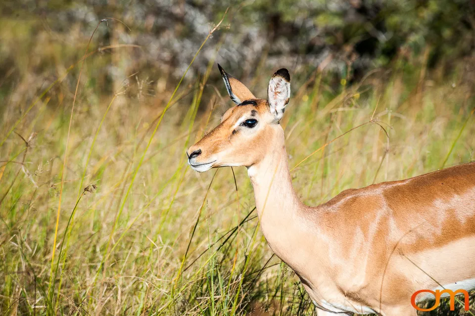 Okavango Delta, Botswana