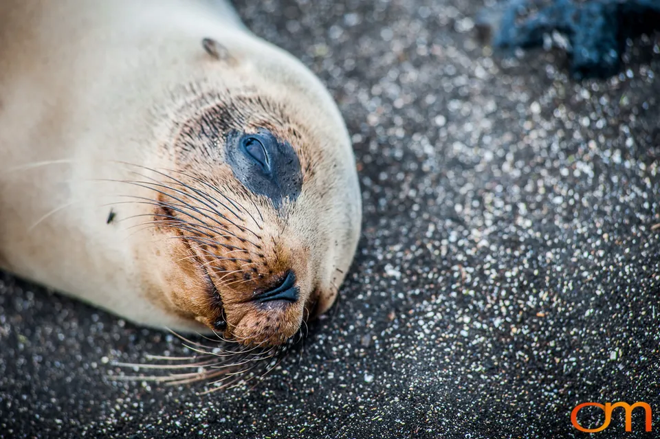 Galápagos Fur Seals