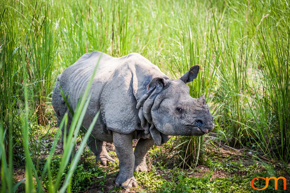Wildlife in Chitwan National Park