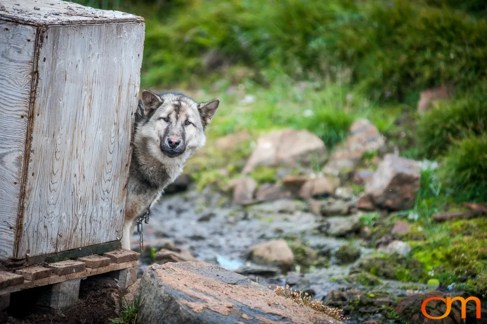 Qimmit: Greenland’s Working Sled Dogs