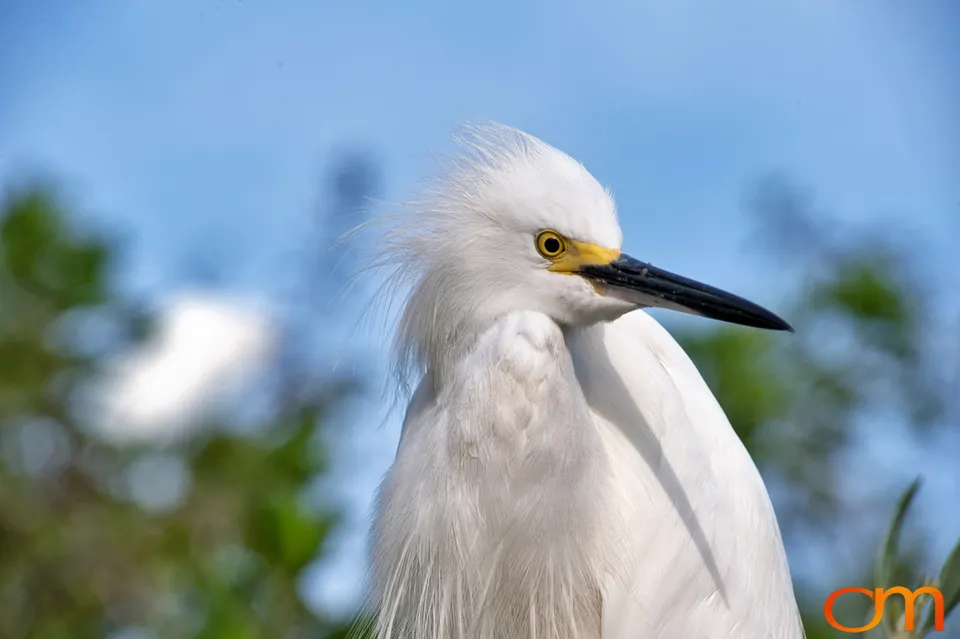 Florida Waterbirds: Brown Pelicans, White Ibises, and Egrets
