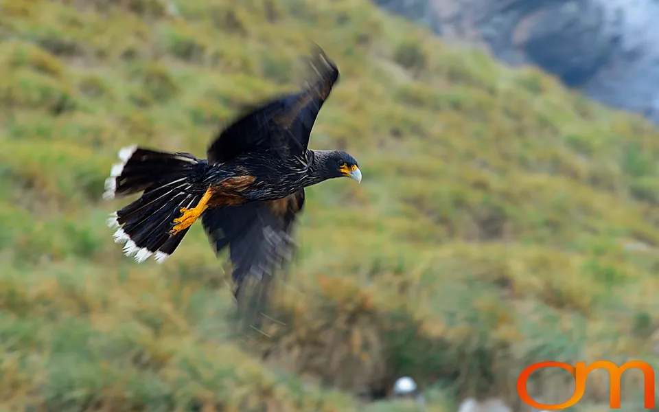 Striated Caracaras