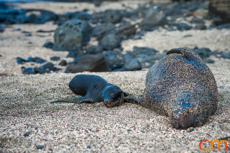 Galápagos Fur Seals