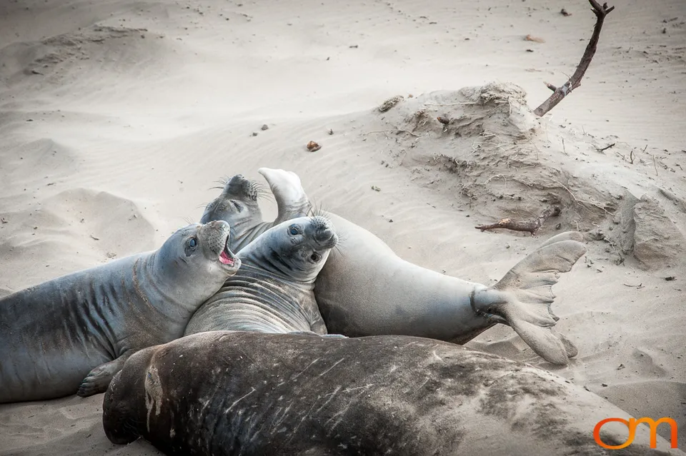 Northern Elephant Seals at Año Nuevo State Park