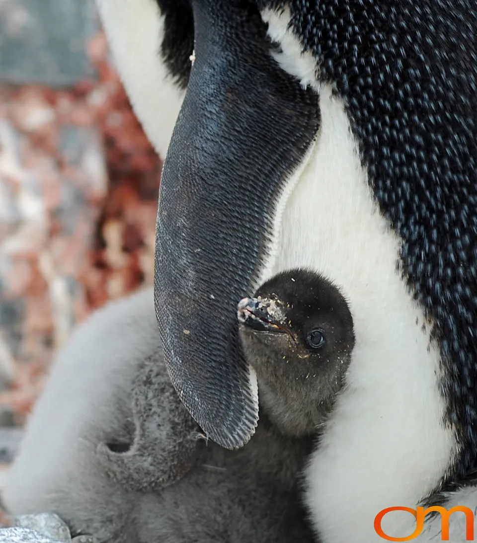 Adélie Penguins