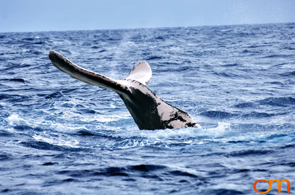 Humpback Whales of Tonga