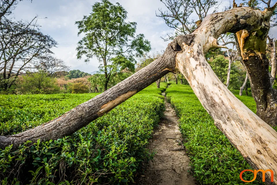 Dharamshala: Tea Fields