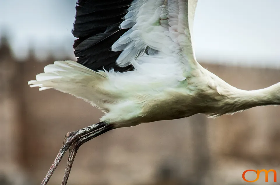 White Storks Nesting in Selçuk
