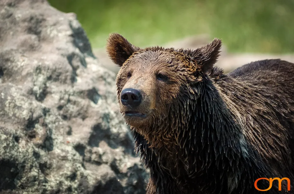 Brown Bears