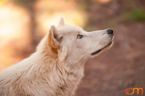 Gray Wolves