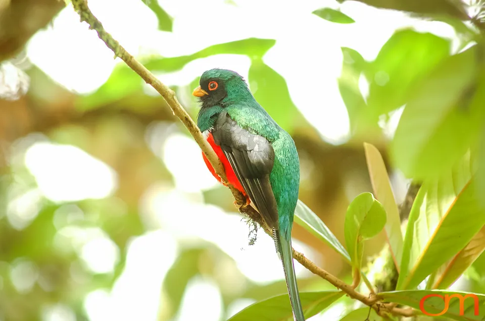 Masked Trogon
