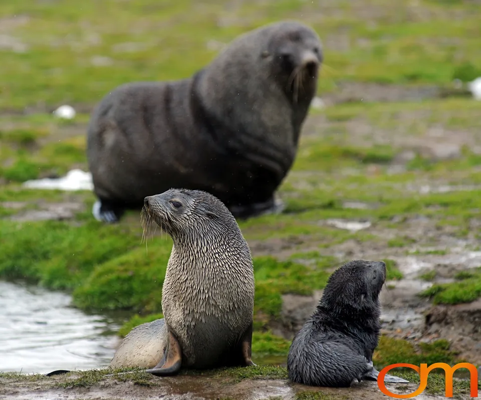 Antarctic Fur Seals