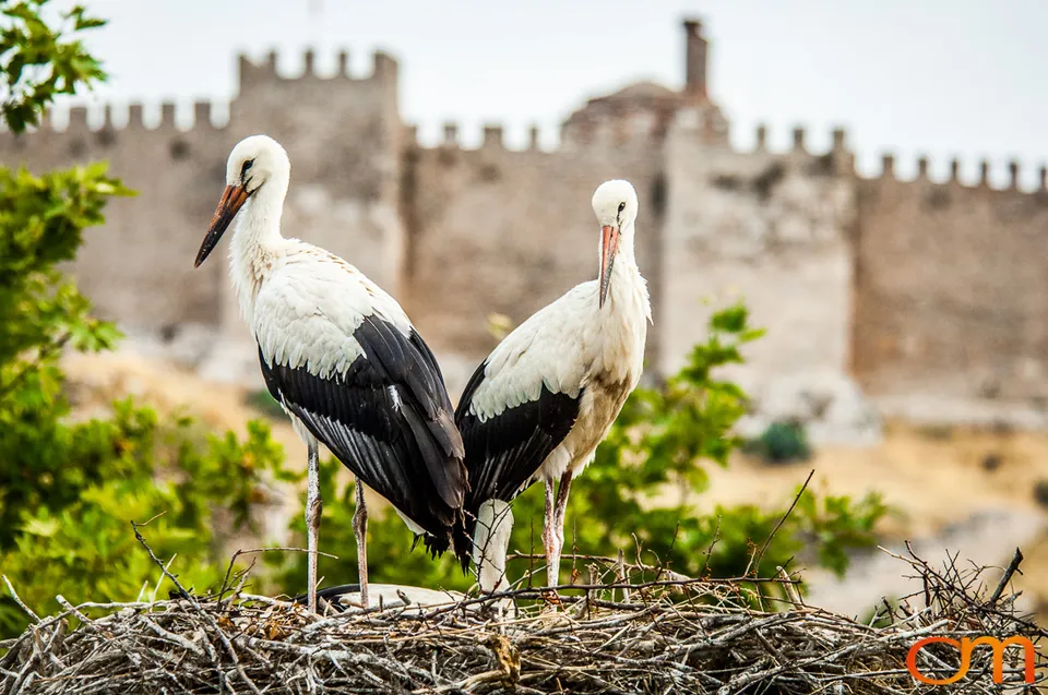 White Storks Nesting in Selçuk