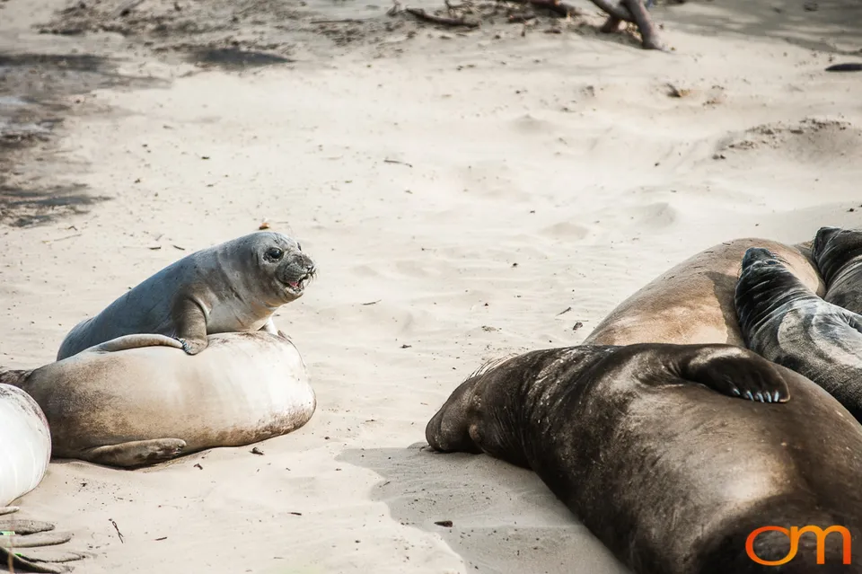 Northern Elephant Seals at Año Nuevo State Park
